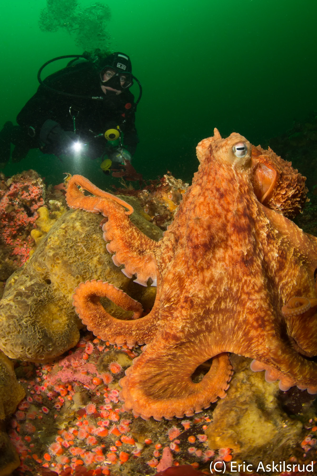 An octopus we found on a bed of sponges and strawberry anemones in Discovery Passage. Photo by Eric Askilsrud.